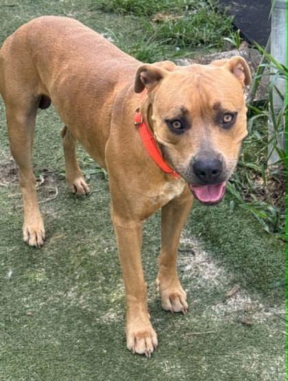 Enlarge Nike, a ADOPTABLE mixed breed in Inverness, FL image 1/4