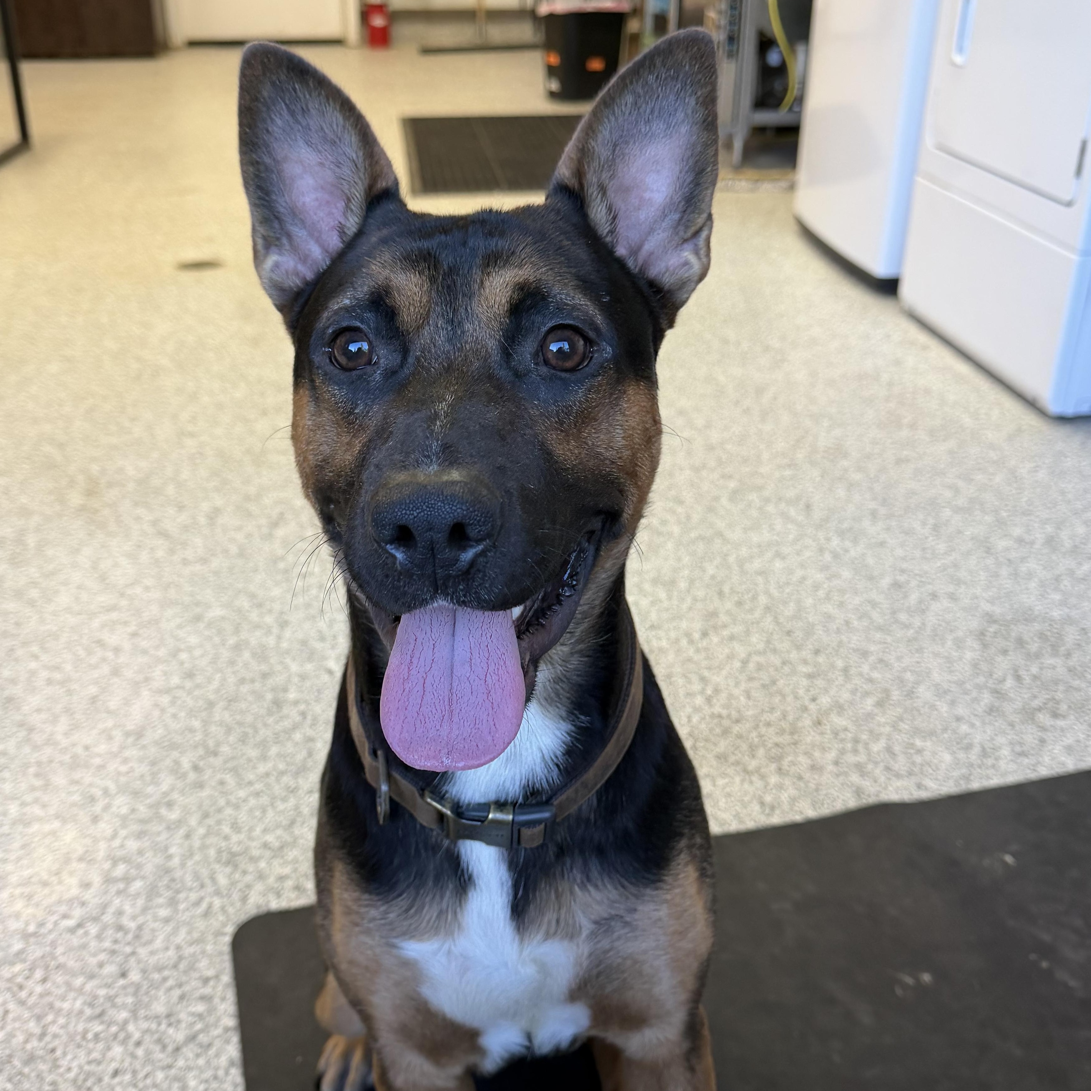 Enlarge Ranger, a Adoptable mixed breed in Hood River, OR image 1/1