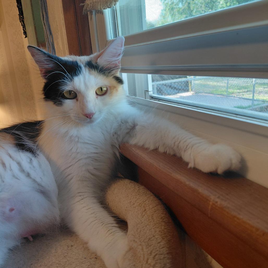 Felisha, a Adoptable Domestic Short Hair in Wichita, KS image 1/5