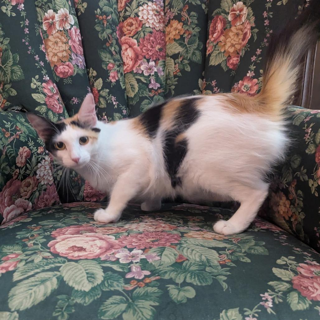 Felisha, a Adoptable Domestic Short Hair in Wichita, KS image 2/5