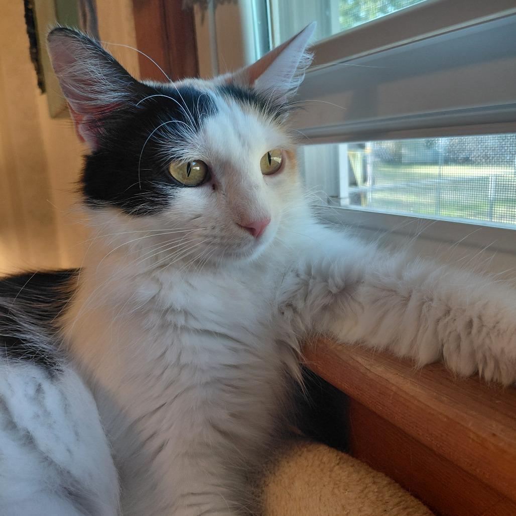 Felisha, a Adoptable Domestic Short Hair in Wichita, KS image 3/5