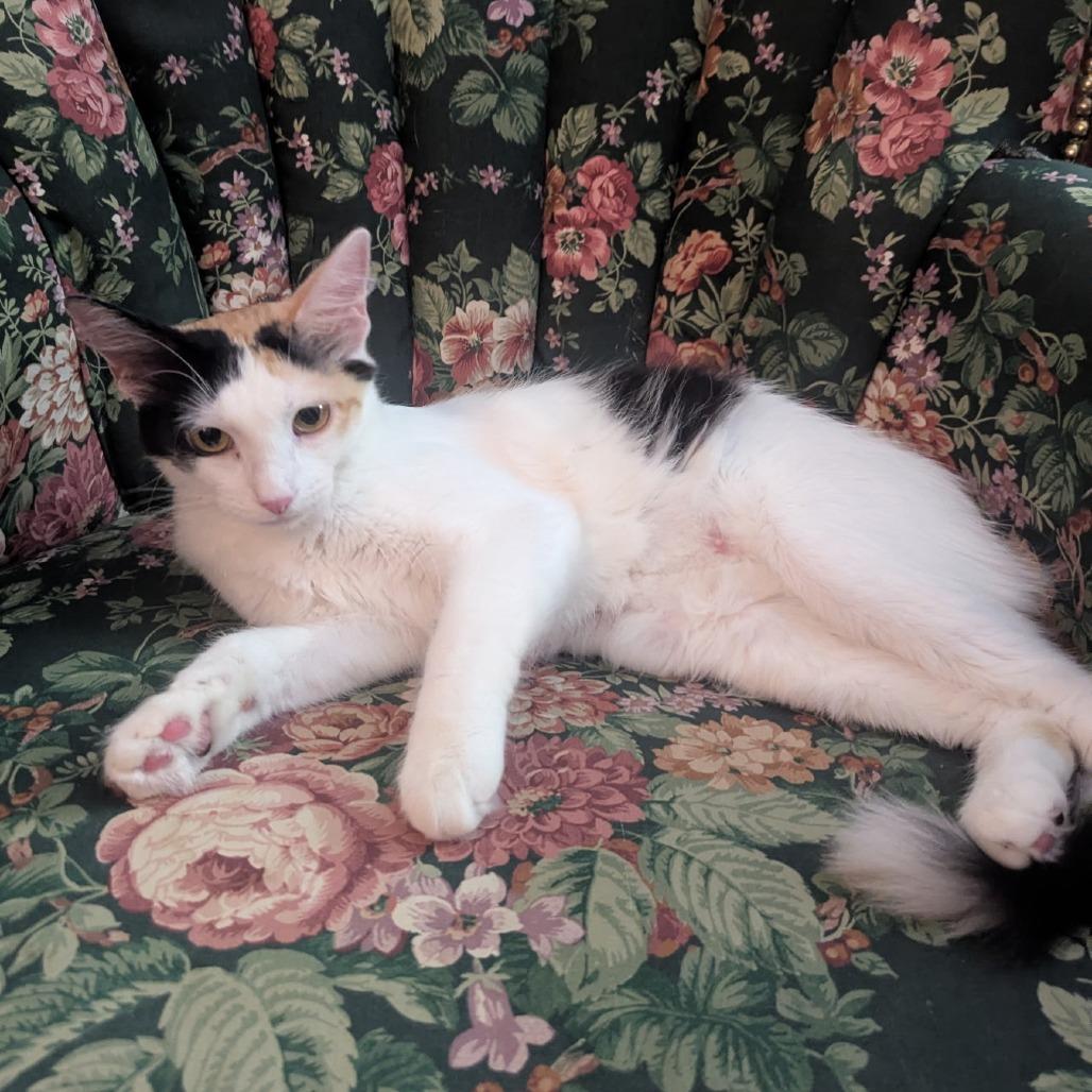 Felisha, a Adoptable Domestic Short Hair in Wichita, KS image 5/5