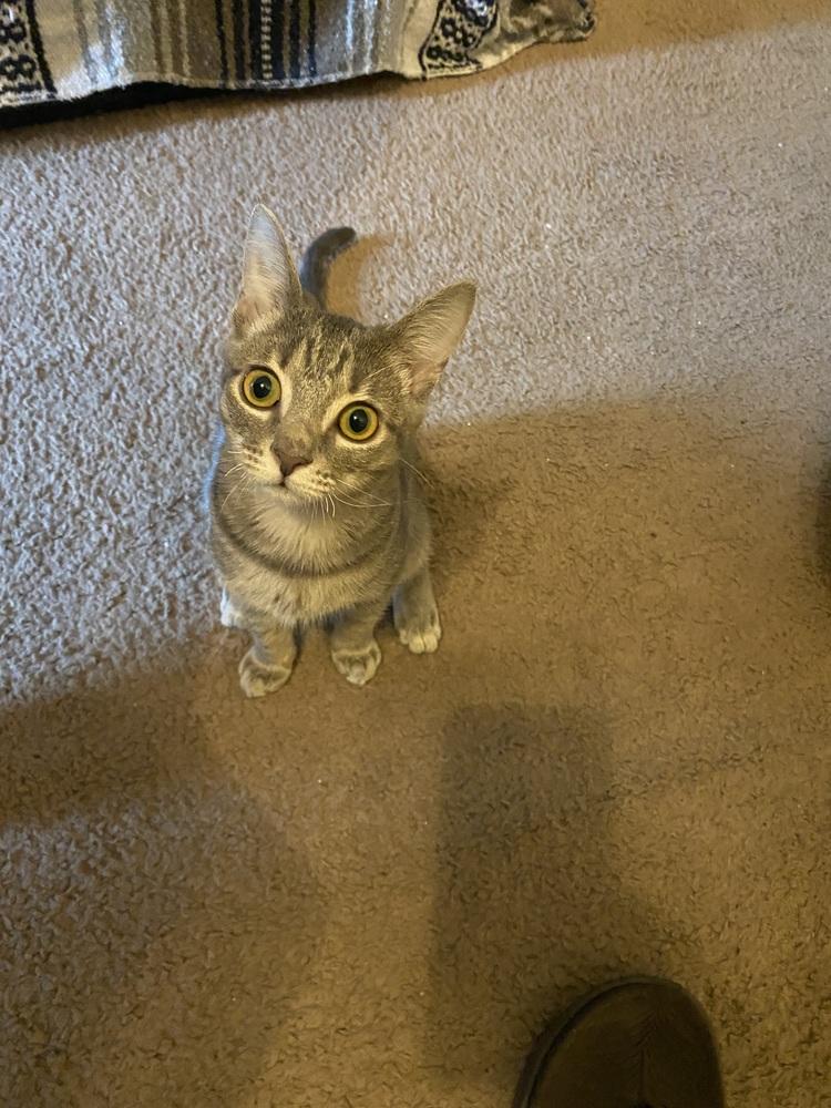 Enlarge Betty (Bonded with Ladybug), a Adoptable Domestic Short Hair in Brandon, FL image 1/1