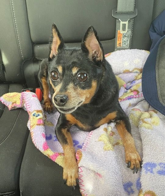 Enlarge Raven, a Adopted Miniature Pinscher in Greenwood, IN image 1/1