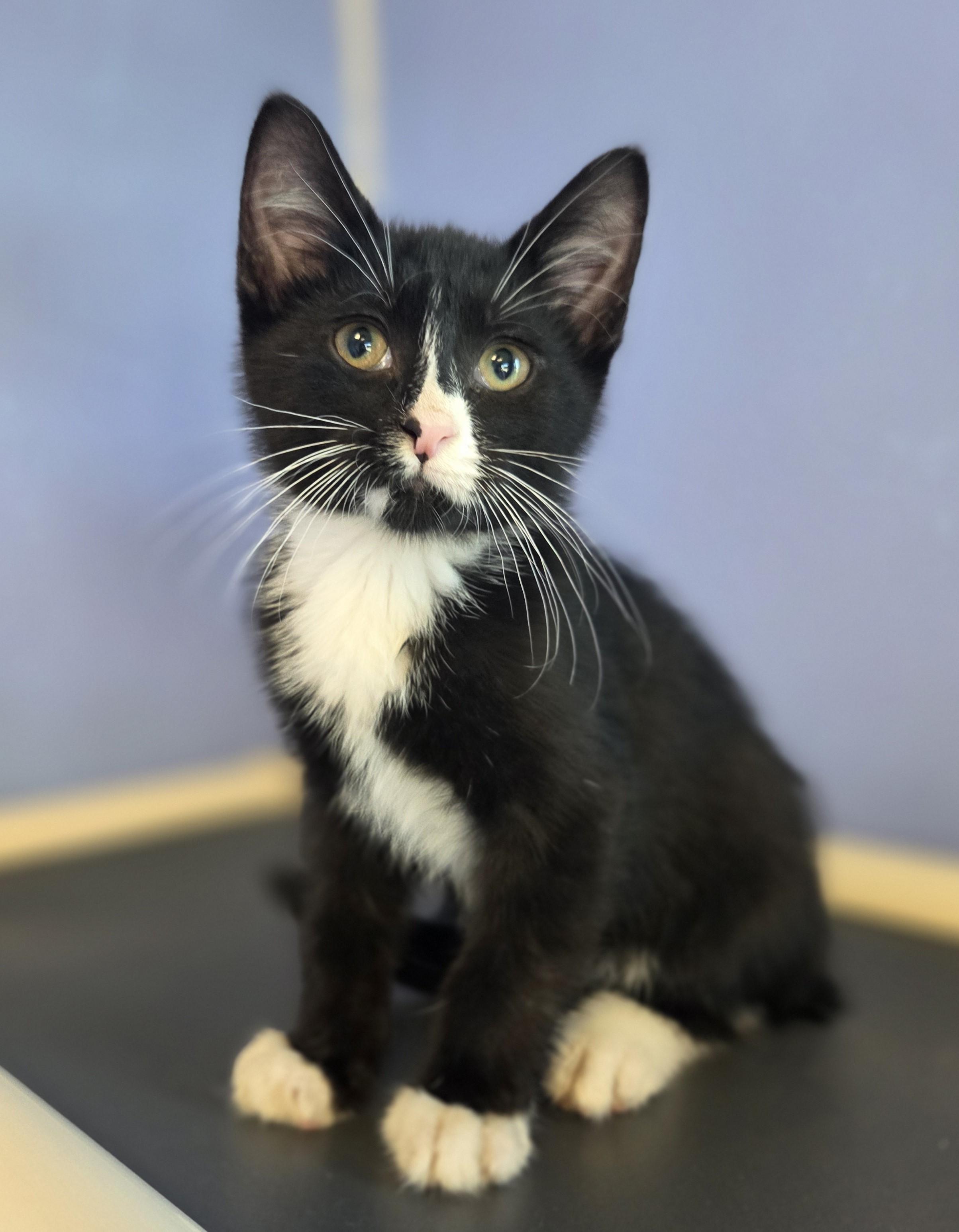Time Consumer, ADOPTABLE, Young Male Domestic Short Hair.