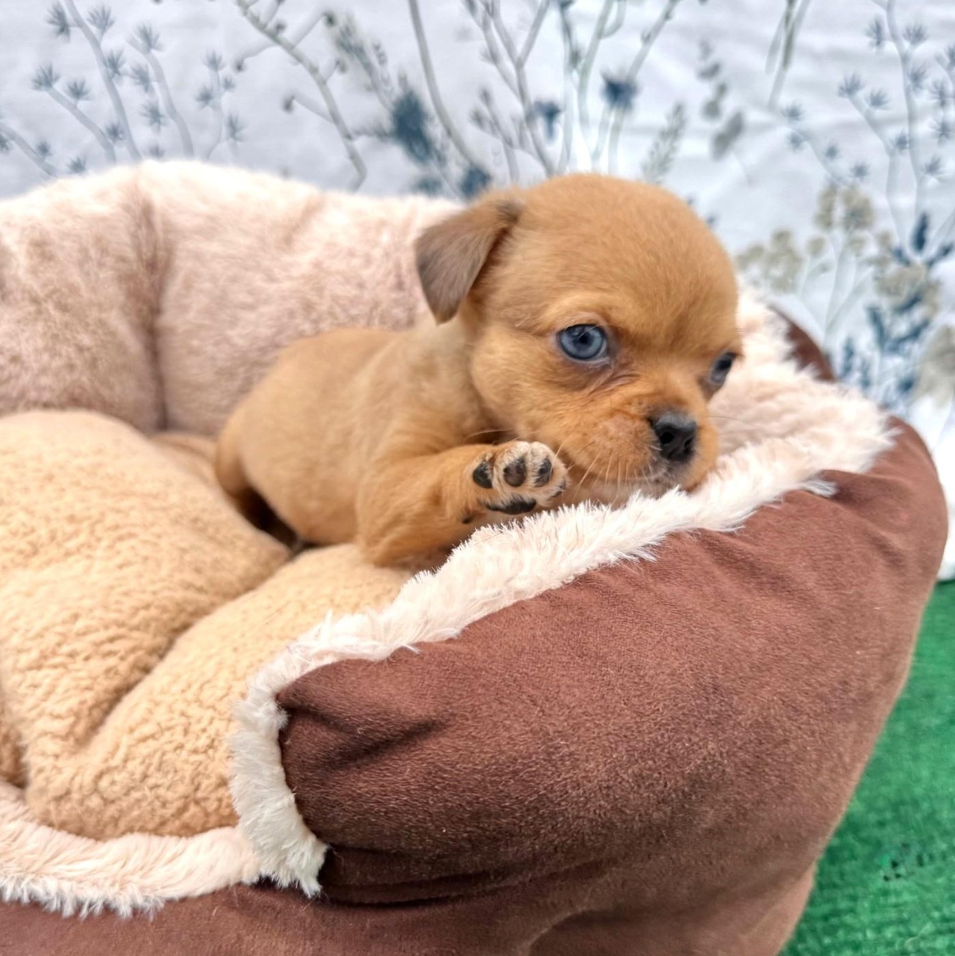 Enlarge Peanut, an adopted mixed breed in Southport, CT image 5/5