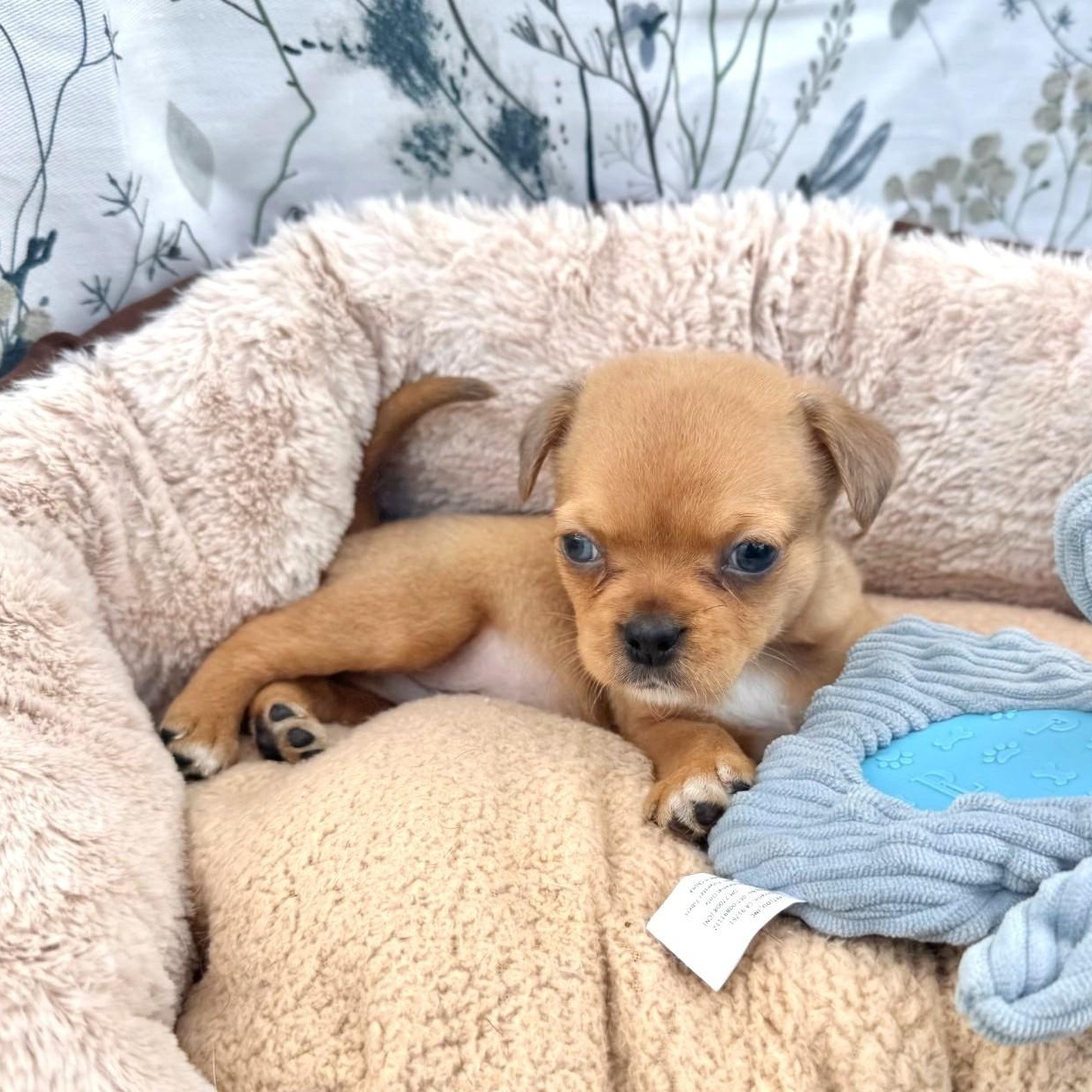 Enlarge Peanut, an adopted mixed breed in Southport, CT image 4/5