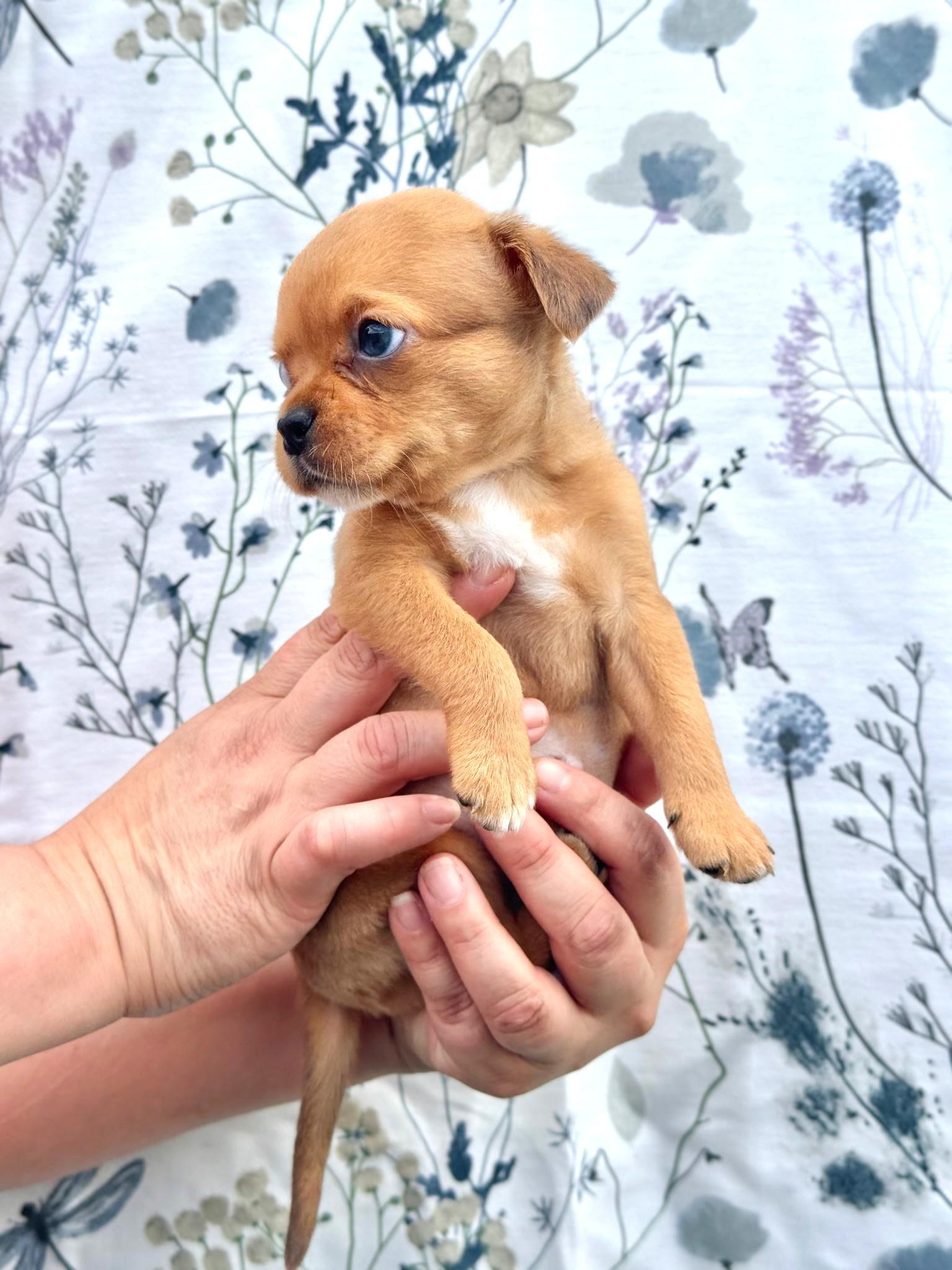 Enlarge Peanut, an adopted mixed breed in Southport, CT image 1/5