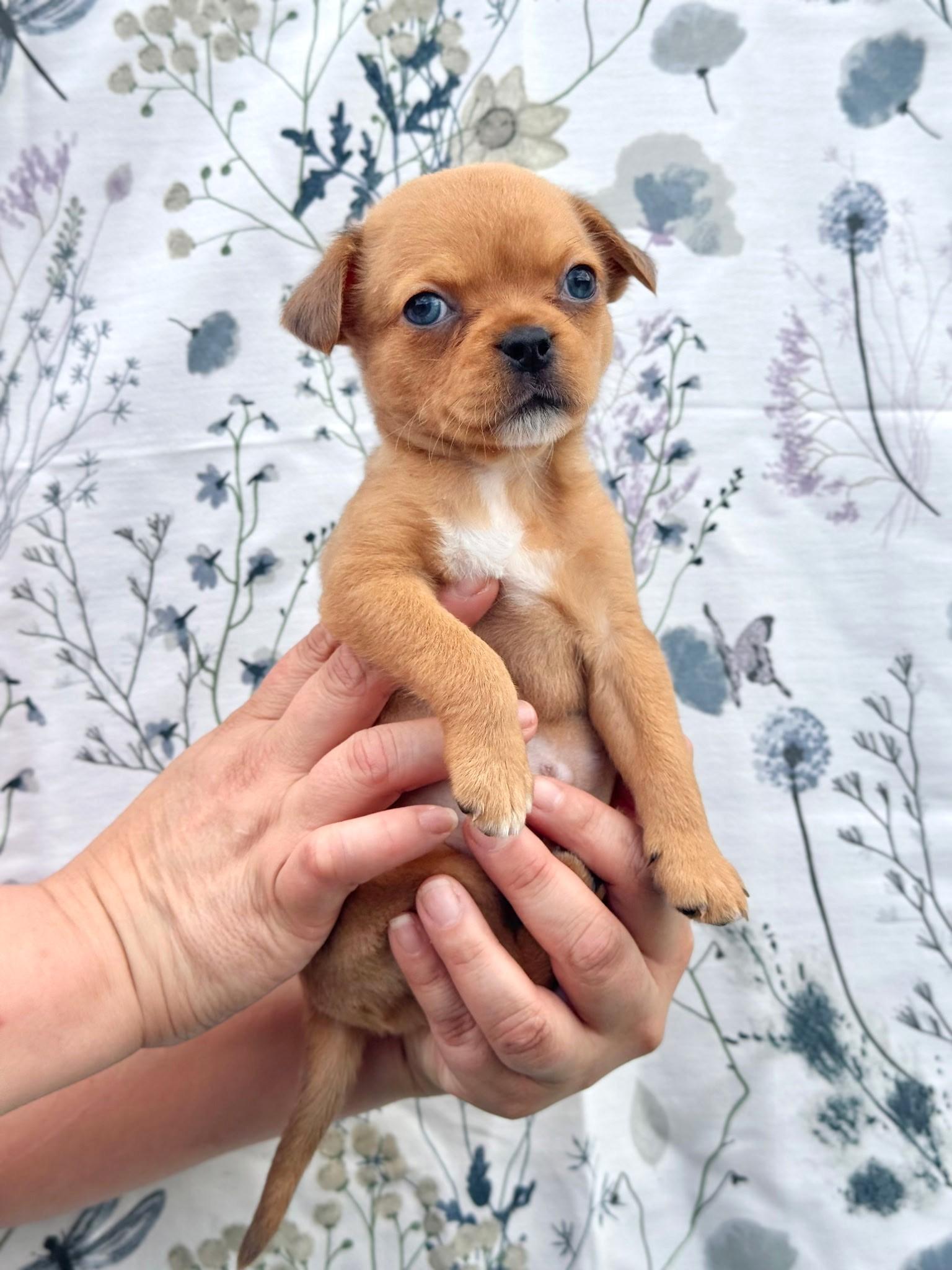 Enlarge Peanut, an adopted mixed breed in Southport, CT image 2/5