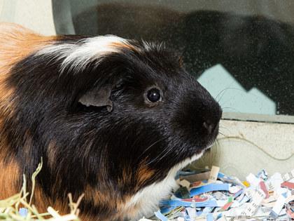 Cheese, Adoptable, Adult Male Guinea Pig & Guinea Pig.