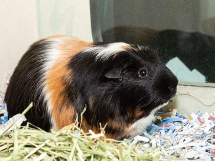 Enlarge Cheese, a Adoptable mixed breed in Longmont, CO image 2/2