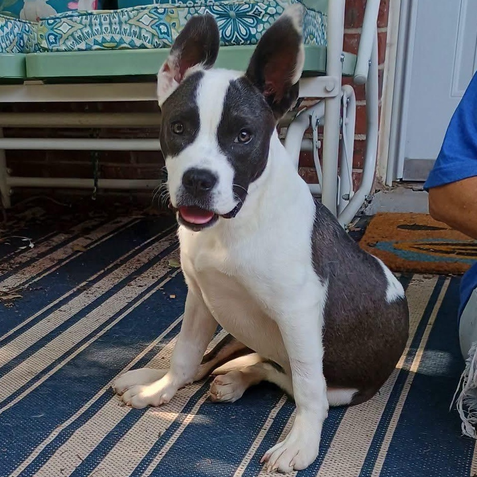 Danica, Adoptable, Puppy Female Pit Bull Terrier & American Bully.