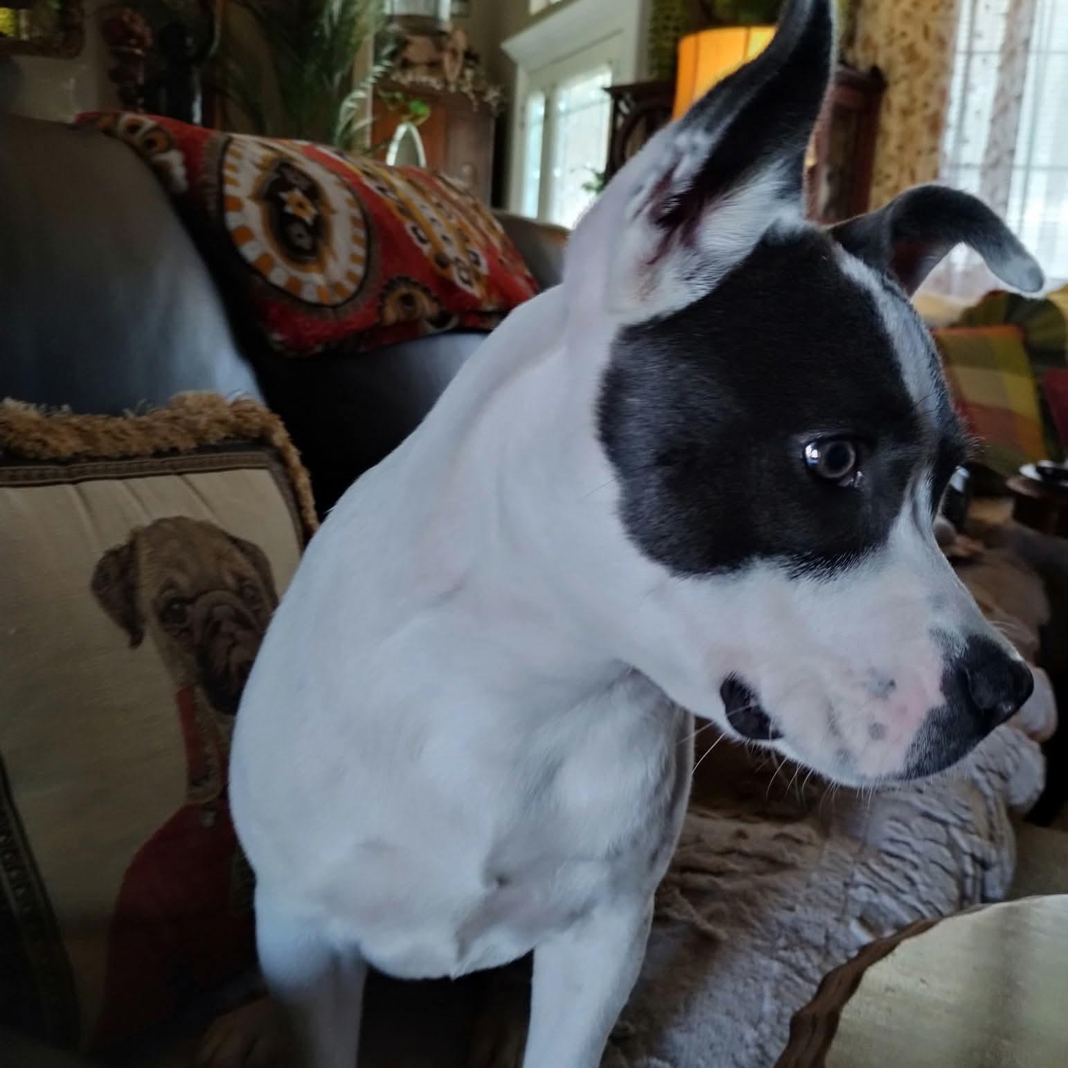 Enlarge Danica, a Adoptable mixed breed in Amarillo, TX image 4/6