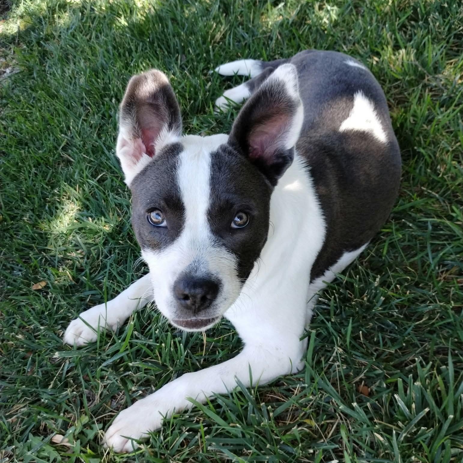Enlarge Danica, a Adoptable mixed breed in Amarillo, TX image 3/6