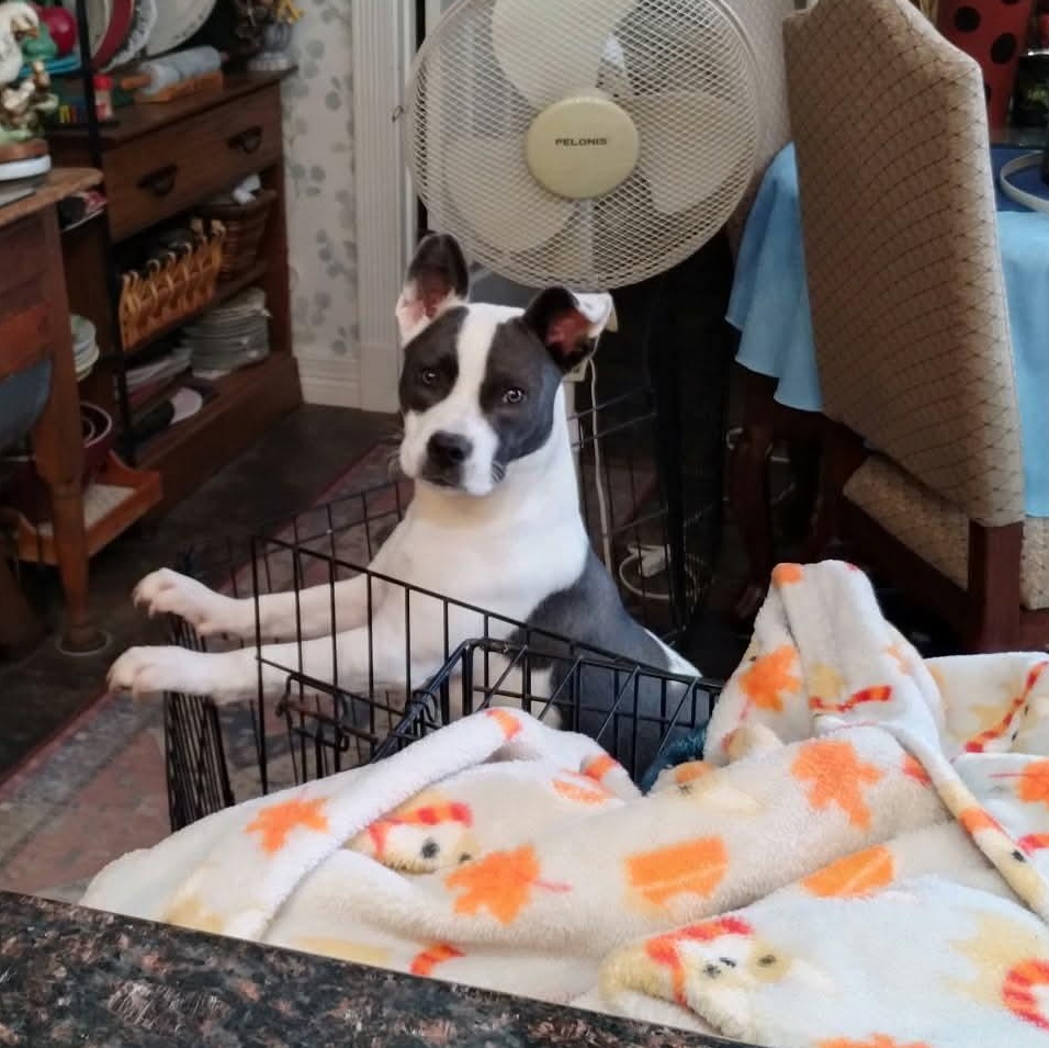 Enlarge Danica, a Adoptable mixed breed in Amarillo, TX image 6/6