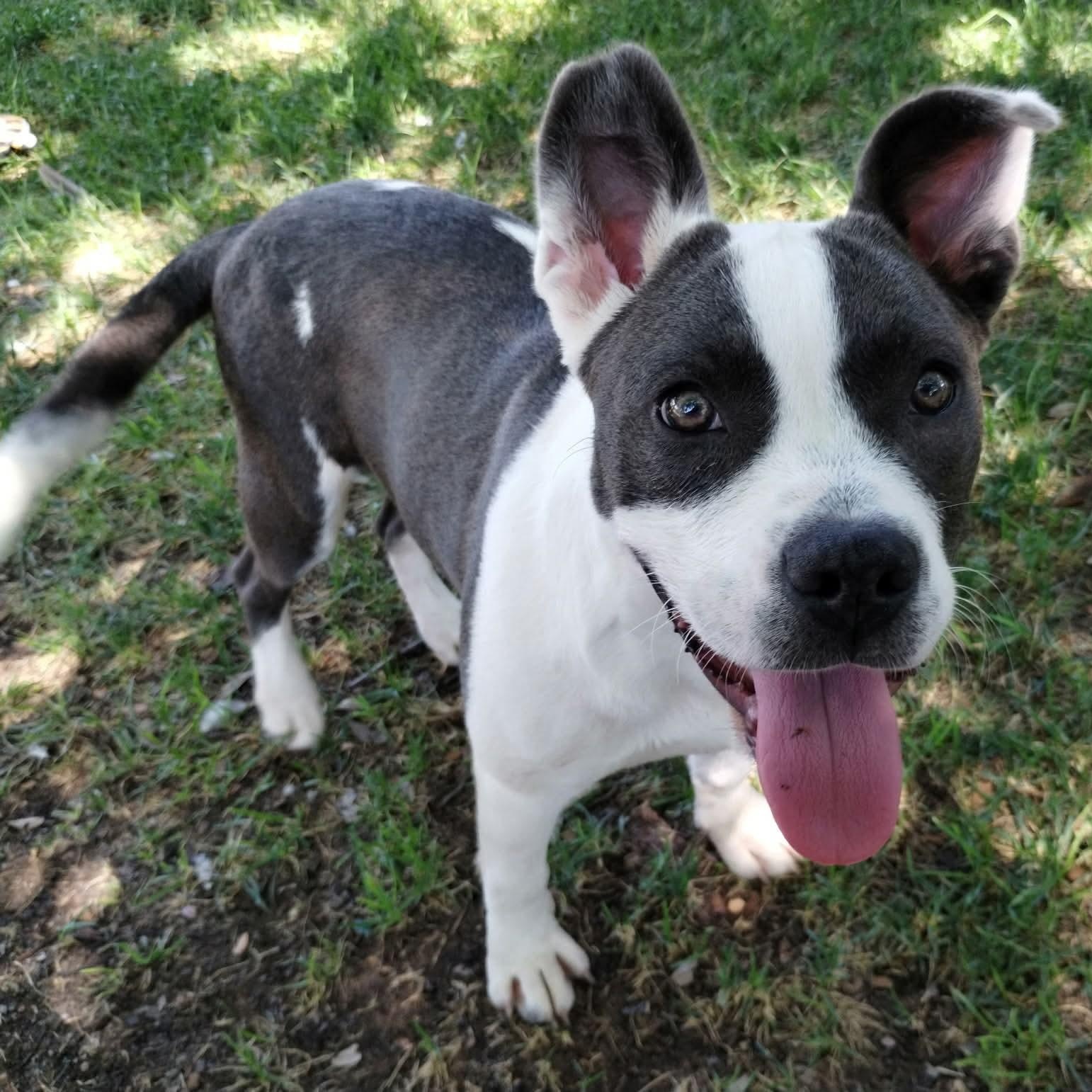 Enlarge Danica, a Adoptable mixed breed in Amarillo, TX image 2/6