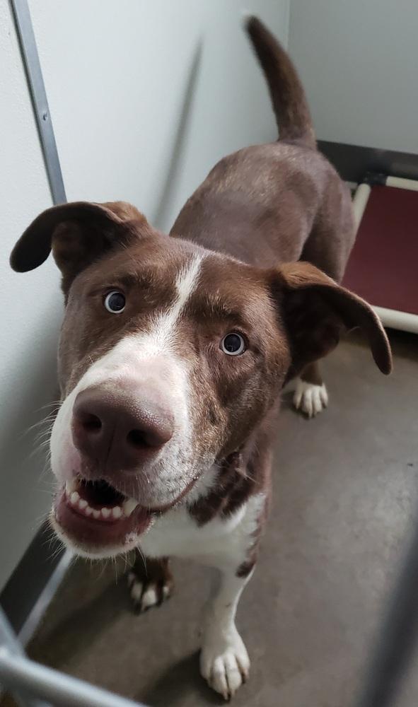 Enlarge Samson, a Adoptable mixed breed in Challis, ID image 1/5