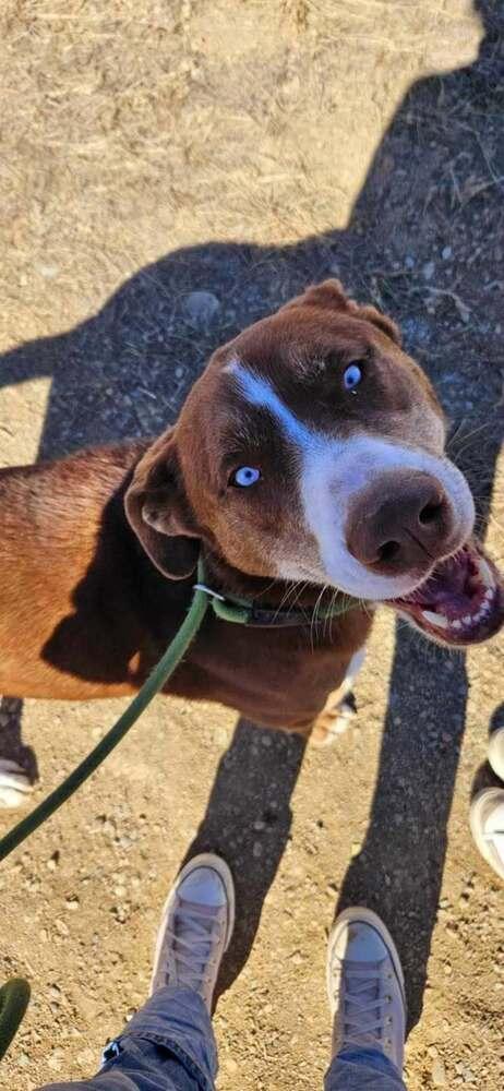 Enlarge Samson, a Adoptable mixed breed in Challis, ID image 2/5