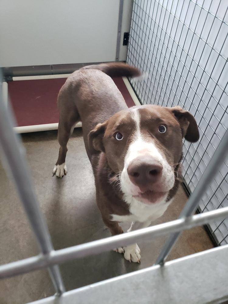 Enlarge Samson, a Adoptable mixed breed in Challis, ID image 3/5