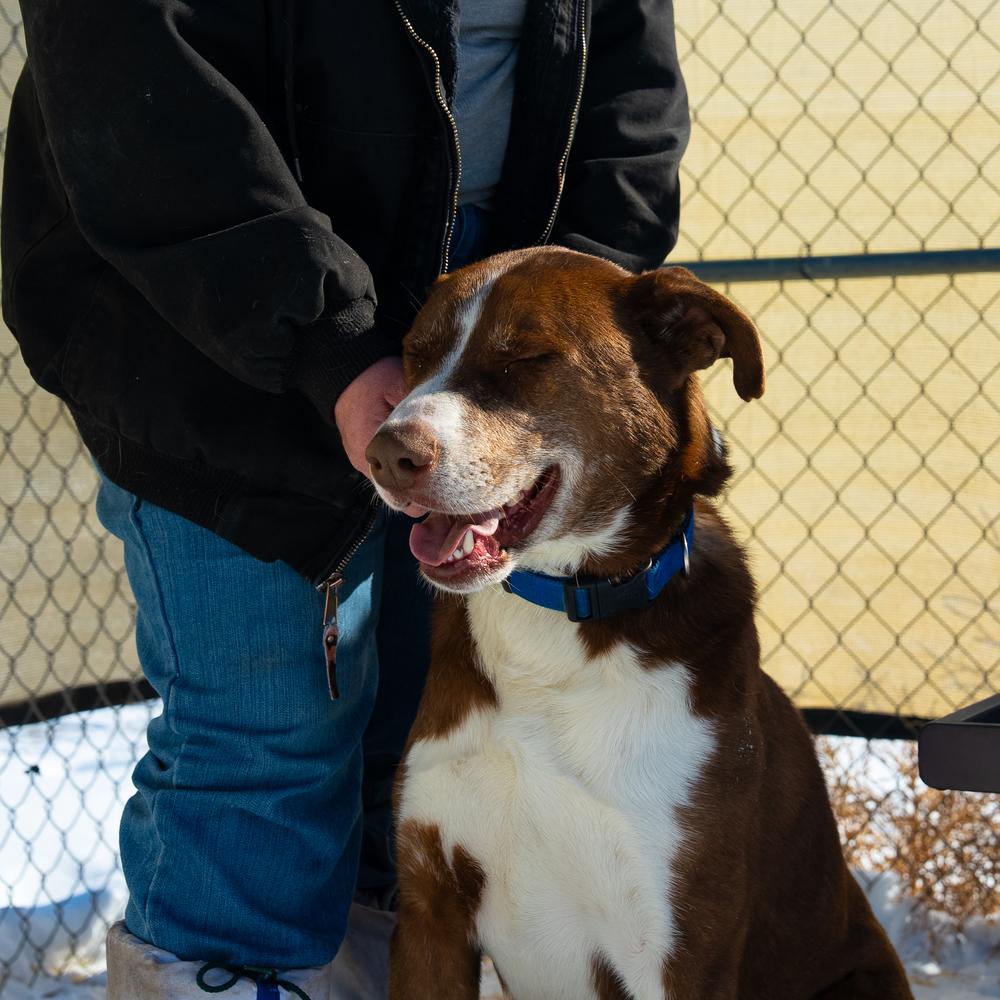 Enlarge Samson, a Adoptable mixed breed in Challis, ID image 5/5