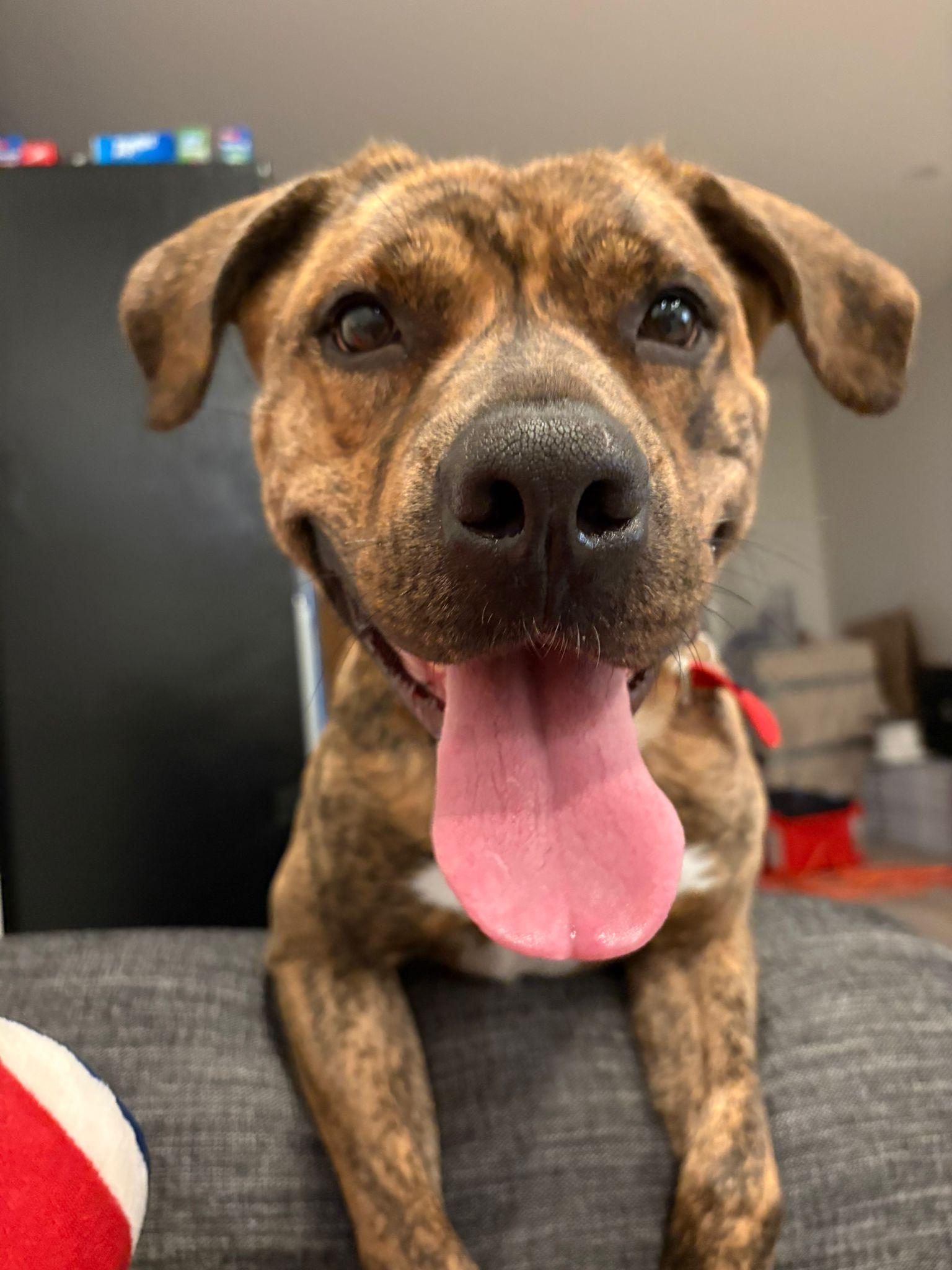 Harmonie, Adoptable, Adult Female Mixed Breed.