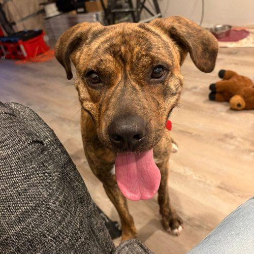 Harmonie, Adoptable, Adult Female Mixed Breed.