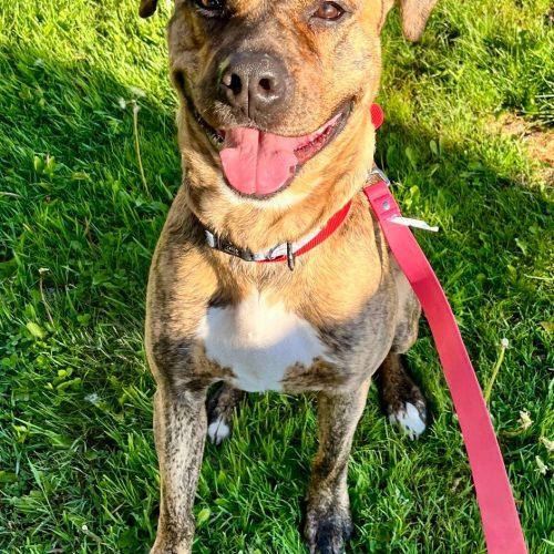 Enlarge Harmonie, a Adoptable mixed breed in Sunderland, ON image 2/5