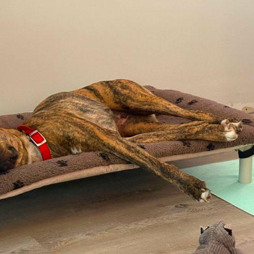Enlarge Harmonie, a Adoptable mixed breed in Sunderland, ON image 3/5