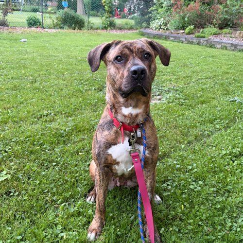 Enlarge Harmonie, a Adoptable mixed breed in Sunderland, ON image 4/5