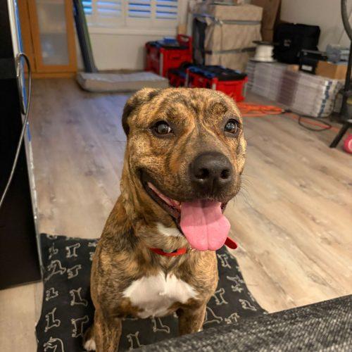 Enlarge Harmonie, a Adoptable mixed breed in Sunderland, ON image 5/5