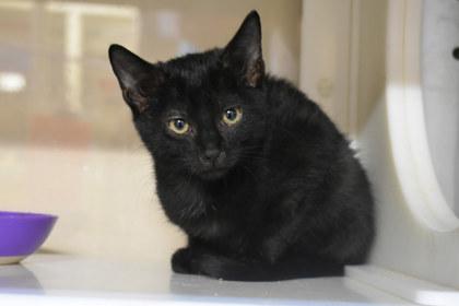 Enlarge Lexie, a Adoptable mixed breed in Kansas City, MO image 1/2