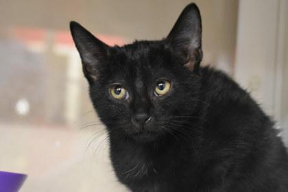 Enlarge Lexie, a Adoptable mixed breed in Kansas City, MO image 2/2