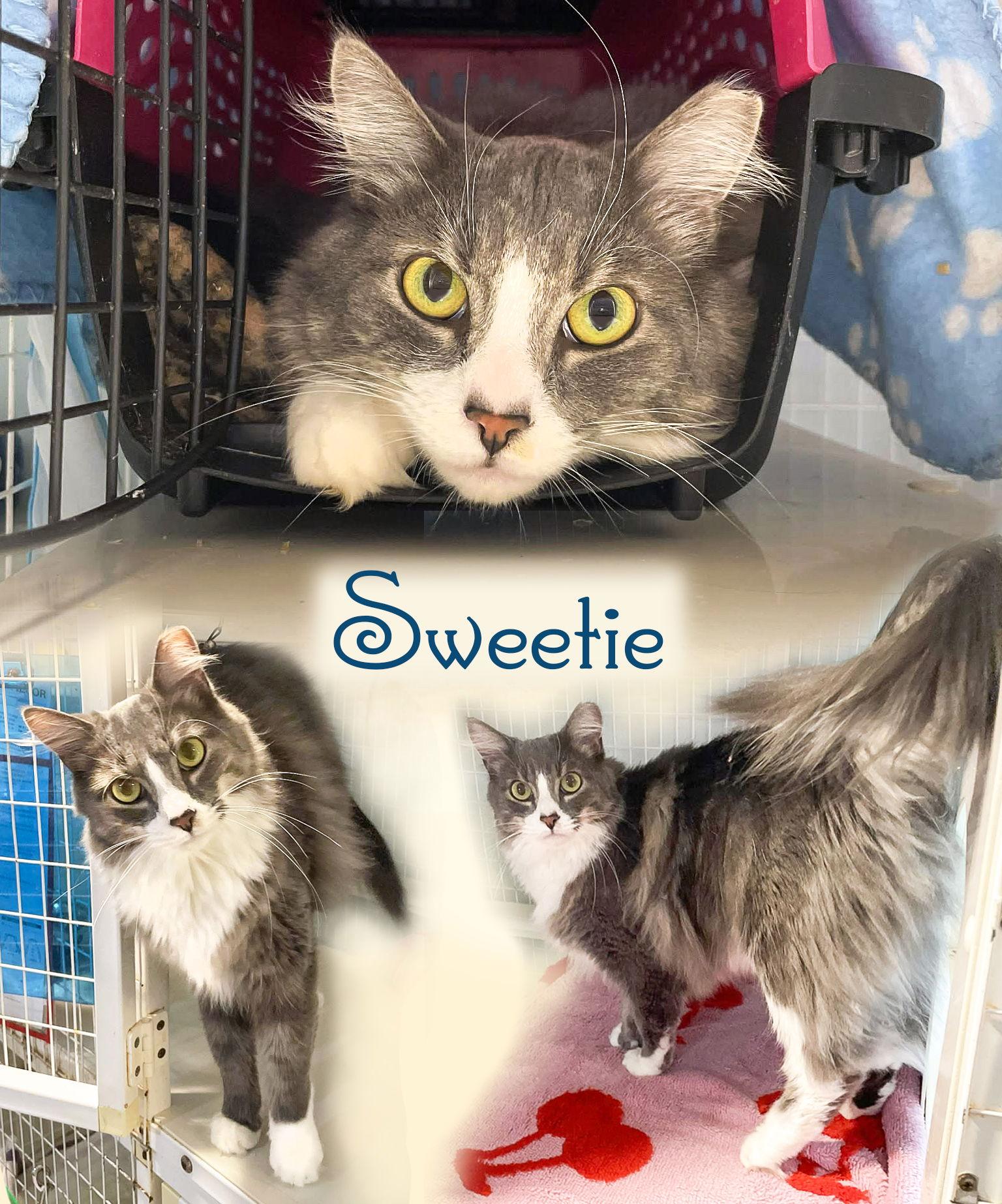 SWEETIE, Adoptable, Adult Female Domestic Long Hair.