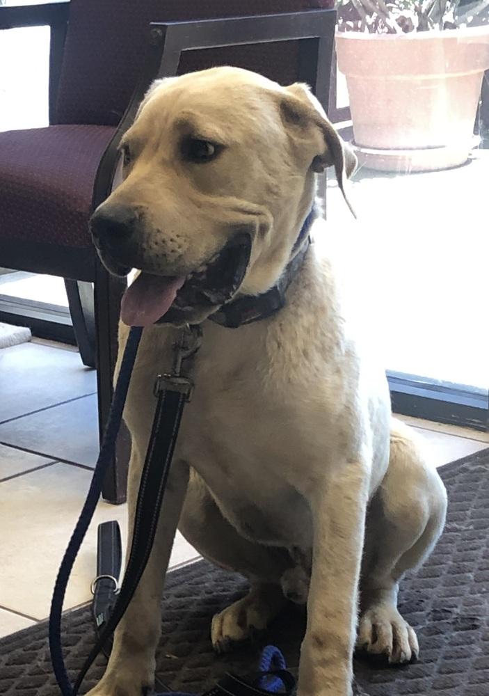 Draco, Adopted, Puppy Male Mastiff.