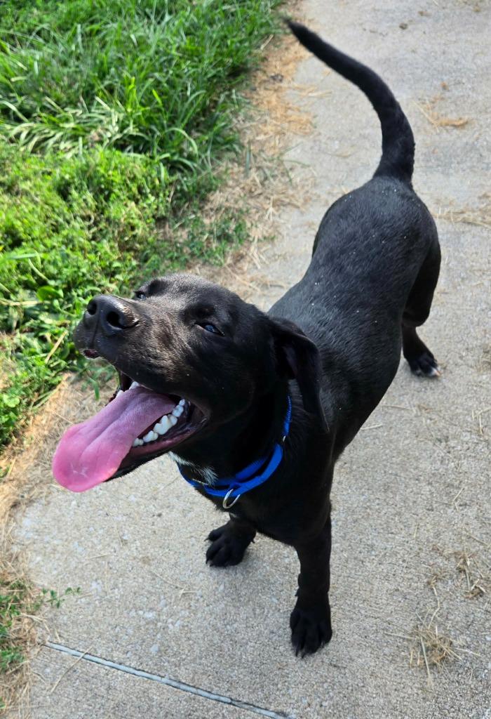 Enlarge BOLT - BLUE COLLAR, a Adoptable mixed breed in Moberly, MO image 1/6