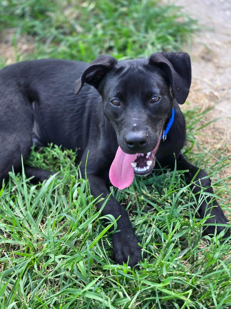 Enlarge BOLT - BLUE COLLAR, a Adoptable mixed breed in Moberly, MO image 2/6