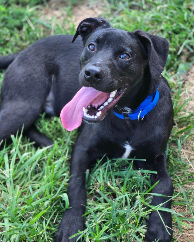 Enlarge BOLT - BLUE COLLAR, a Adoptable mixed breed in Moberly, MO image 4/6