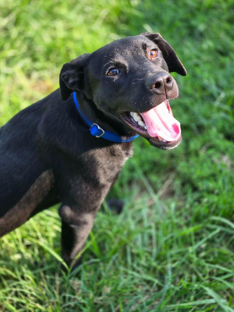 Enlarge BOLT - BLUE COLLAR, a Adoptable mixed breed in Moberly, MO image 5/6