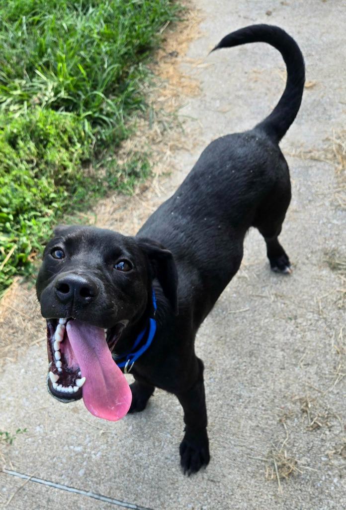 Enlarge BOLT - BLUE COLLAR, a Adoptable mixed breed in Moberly, MO image 6/6