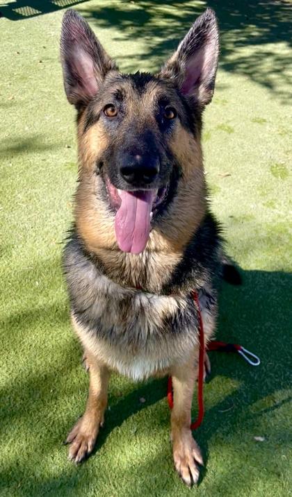 Enlarge Louie, a Adoptable mixed breed in El Paso, TX image 1/3