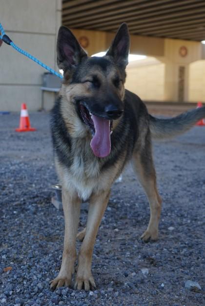 Enlarge Louie, a Adoptable mixed breed in El Paso, TX image 2/3