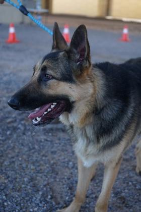 Enlarge Louie, a Adoptable mixed breed in El Paso, TX image 3/3