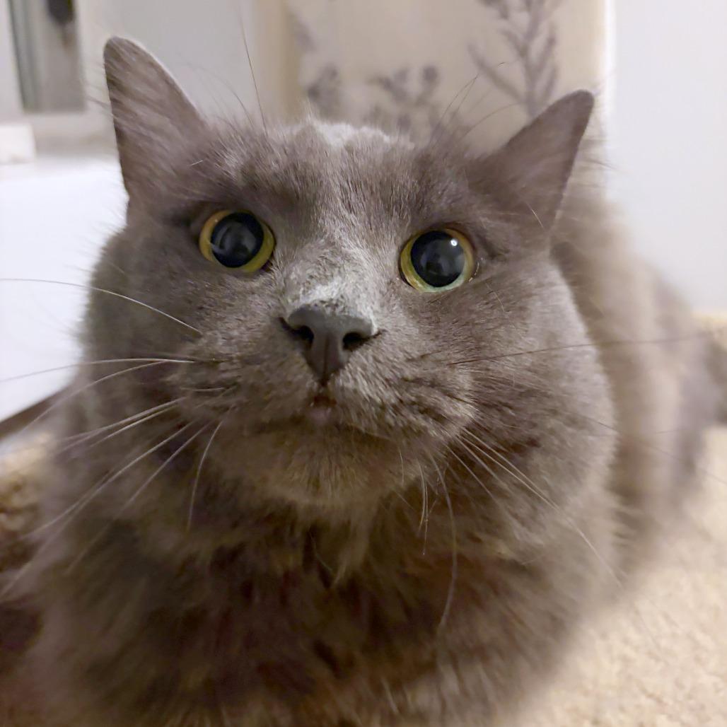 Boba, Adoptable, Adult Female Domestic Long Hair & Domestic Short Hair.