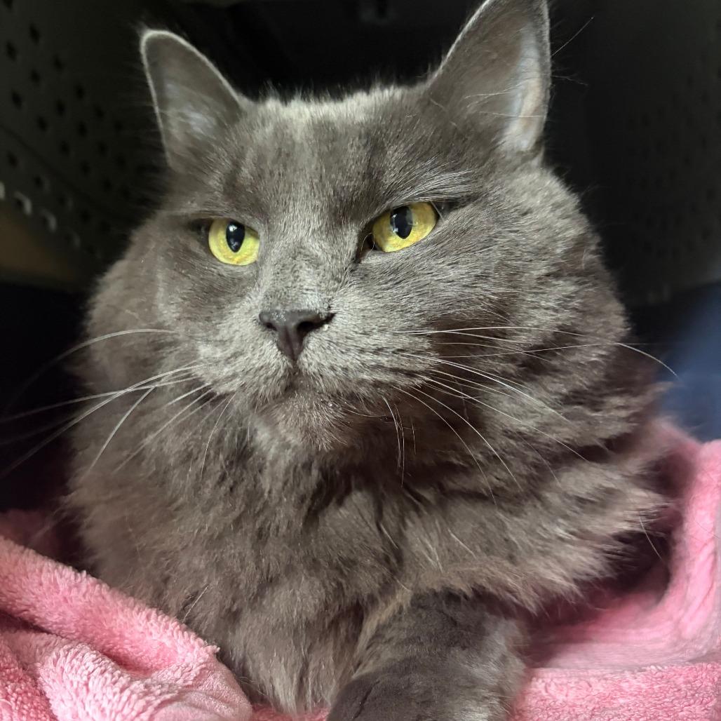 Enlarge Boba, a Adoptable mixed breed in Woodinville, WA image 2/6