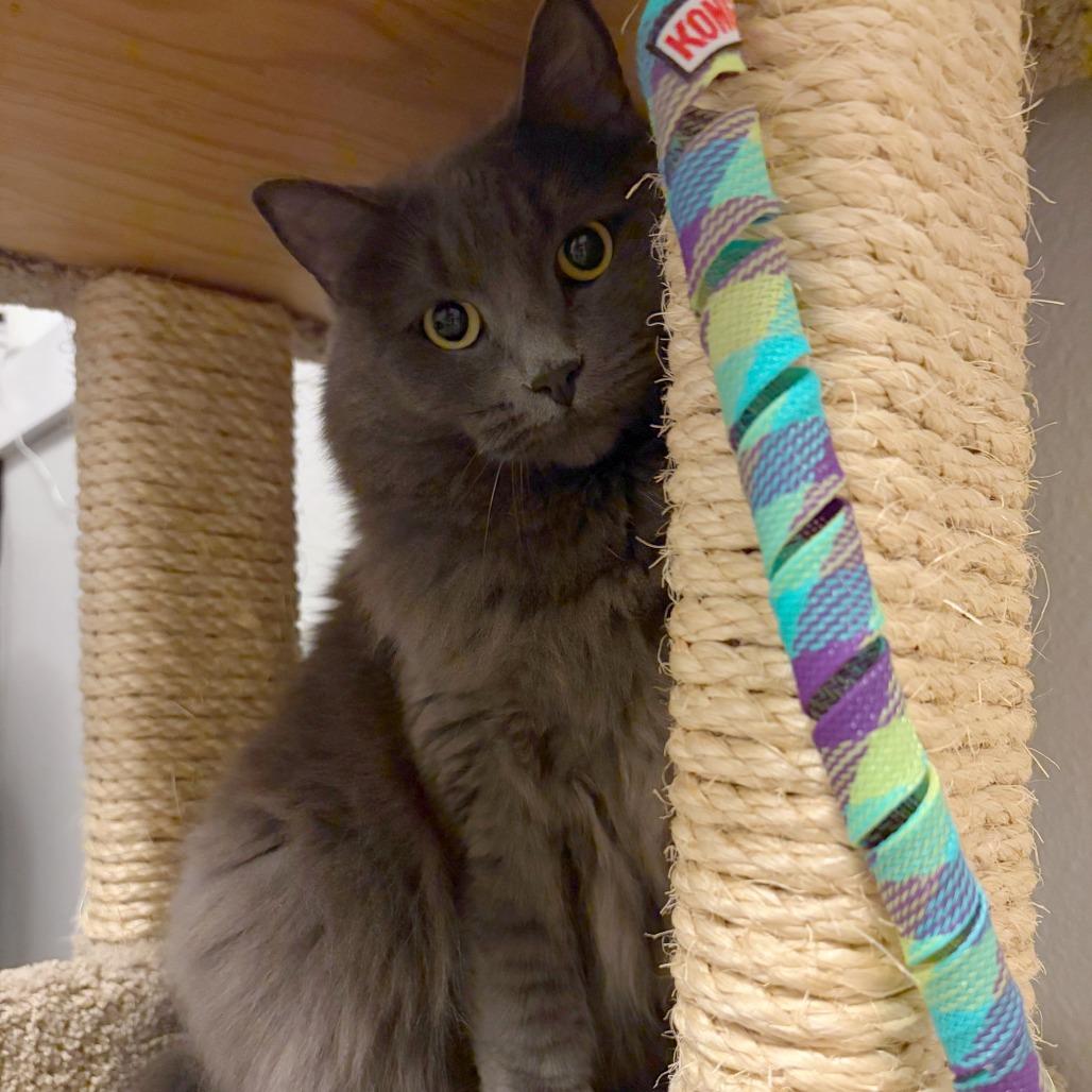 Enlarge Boba, a Adoptable mixed breed in Woodinville, WA image 4/6