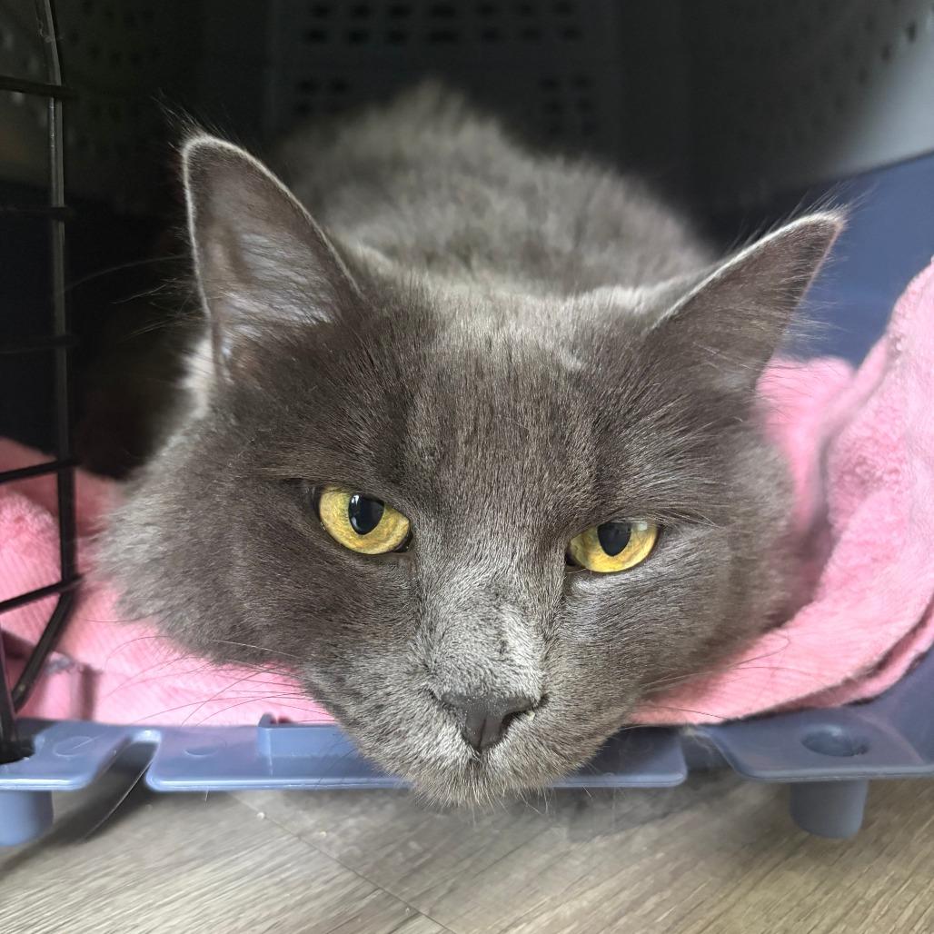 Enlarge Boba, a Adoptable mixed breed in Woodinville, WA image 5/6