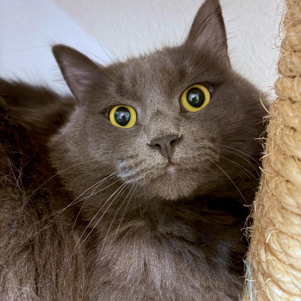 Enlarge Boba, a Adoptable mixed breed in Woodinville, WA image 6/6