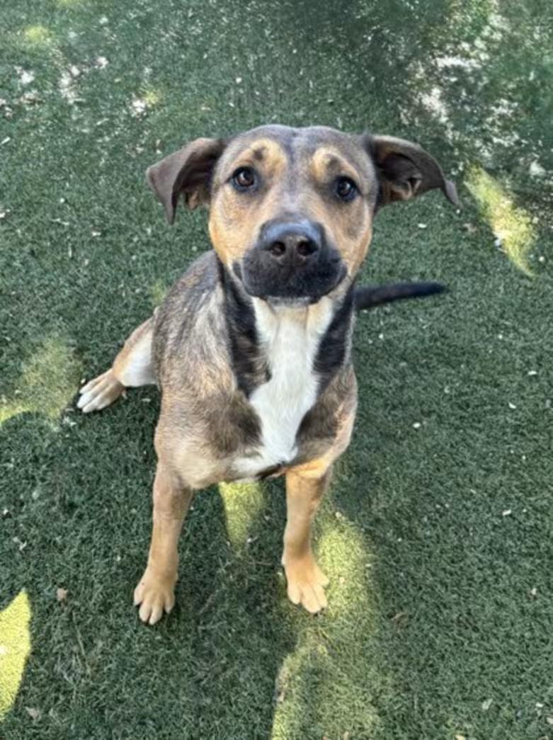 Ellen, ADOPTABLE, Adult Female Shepherd.