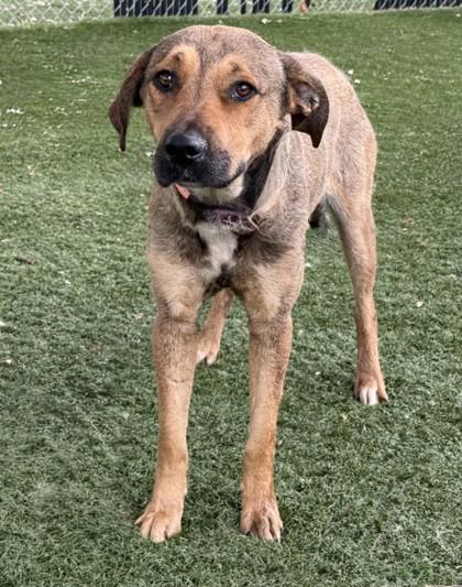 Ellen, a ADOPTABLE mixed breed in Red Bluff, CA image 3/4