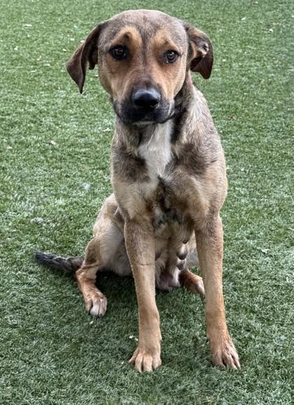 Ellen, a ADOPTABLE mixed breed in Red Bluff, CA image 2/4
